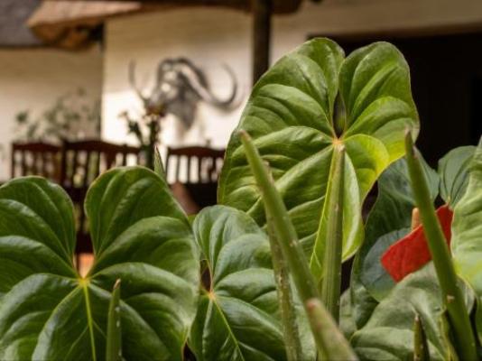 Seringa Lodge & Safaris - Garden