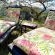 Serenity Place B&B, Conference & Wedding Venue - Garden