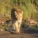 Amakhosi Lodge - 267212