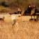 Amakhosi Lodge - 267221