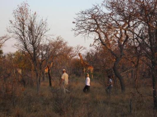 Magari Safari Lodge - Natural landscape
