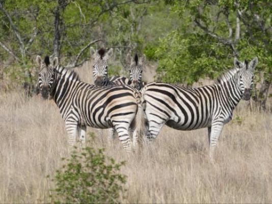 Magari Safari Lodge - Natural landscape