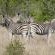 Magari Safari Lodge - Natural landscape