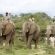 Elepahnt Back Safaris Elepahnt Back Safaris