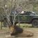 Big 5 Game Drives Big 5 Game Drives