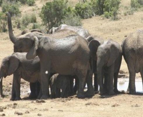 Addo wild life