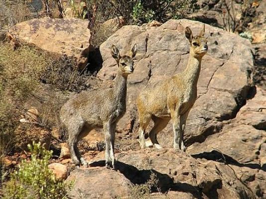 Wolfkop Nature Reserve