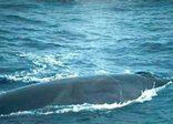 Cape Whale Route