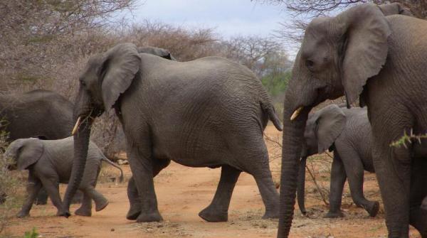 Karongwe Game Reserve