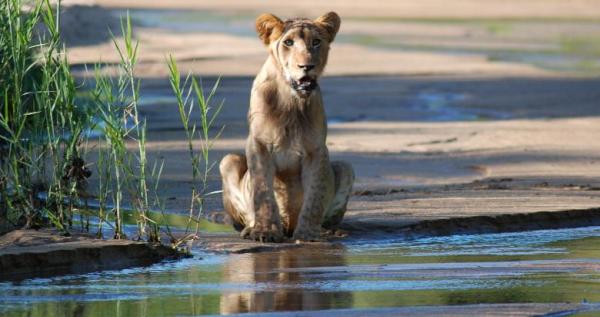 Karongwe Game Reserve