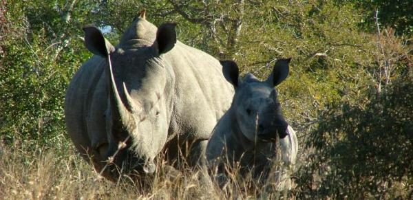 Karongwe Game Reserve