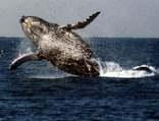 Humpback Whale