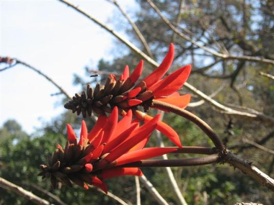 Coral Tree Colony 