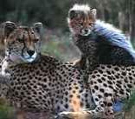 De Wildt Cheetah and Wildlife Centre