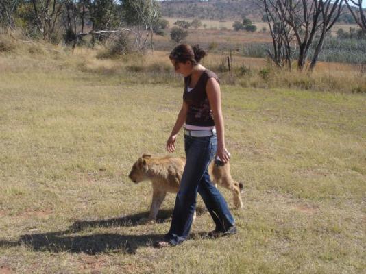 walking with lion