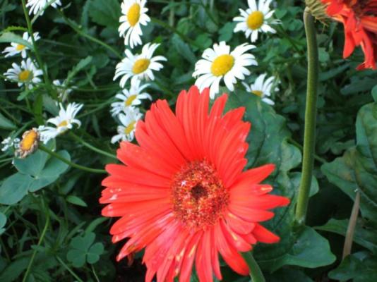 Garden-Gerbera