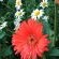 Garden-Gerbera