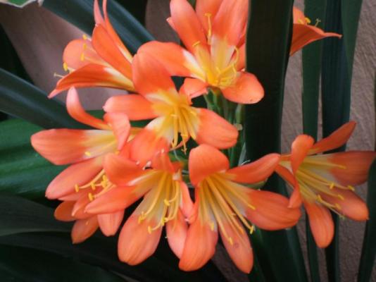 Garden-Clivias