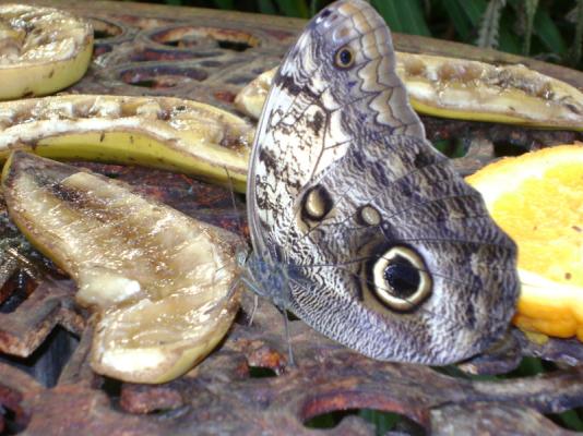 Butterfly World