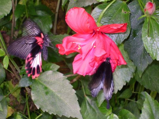 Butterfly World