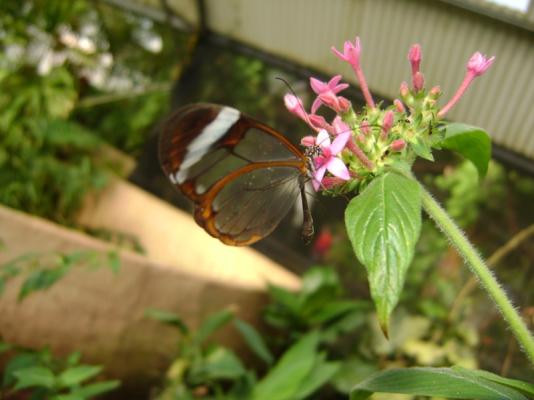 Butterfly World