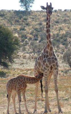 Kgalagadi Transfrontier Park