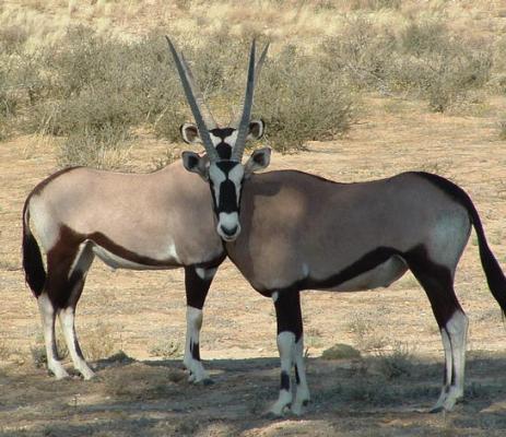 Kgalagadi Transfrontier Park