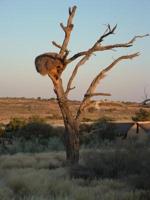 Kgalagadi Transfrontier Park