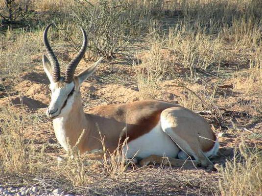 Kgalagadi Transfrontier Park