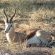 Kgalagadi Transfrontier Park Kgalagadi Transfrontier Park