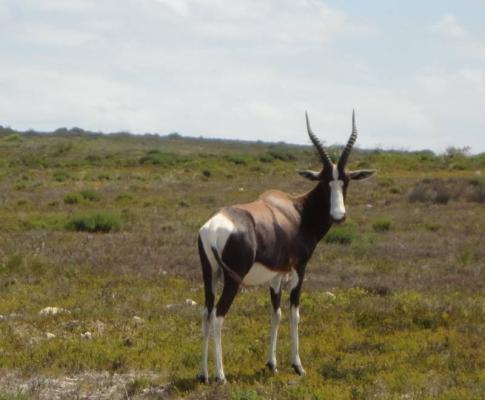 De Hoop Nature Reserve