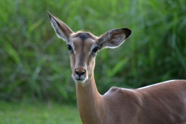 Impala at Kruger Park Lodge