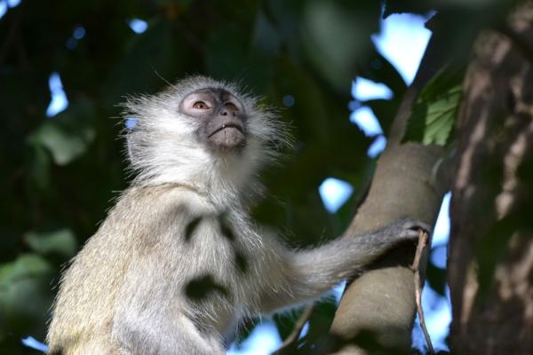 Vervet monkey