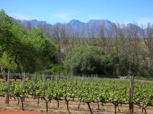 Cape Winelands