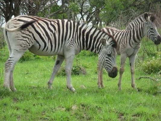 Kruger Adventure Lodge