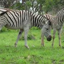 Kruger Adventure Lodge