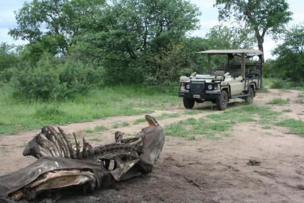 Kruger Adventure Lodge