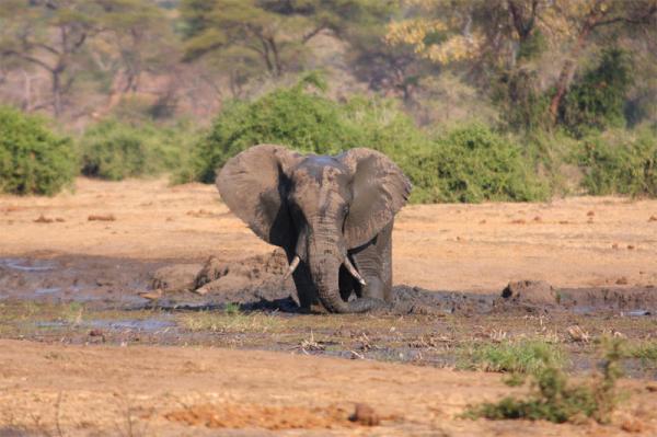 Elephant Valley Lodge