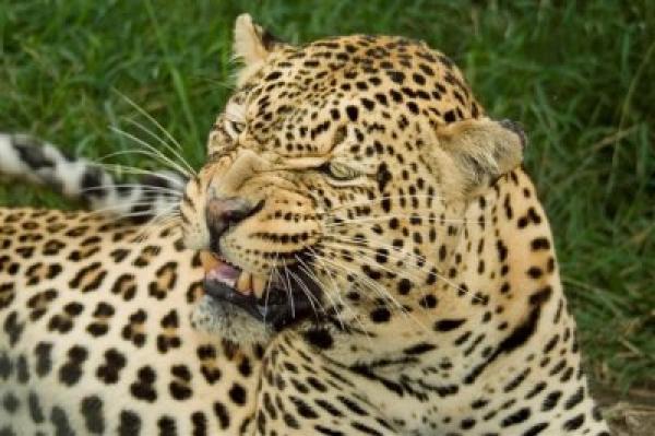 Nsele Safari Lodge - Hoedspruit Nsele Safari Lodge - Hoedspruit