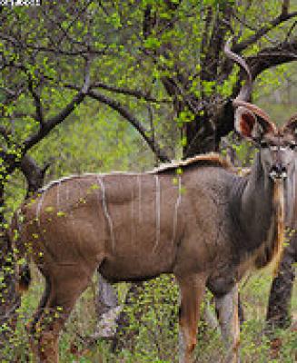 Makalali Private Game Reserve