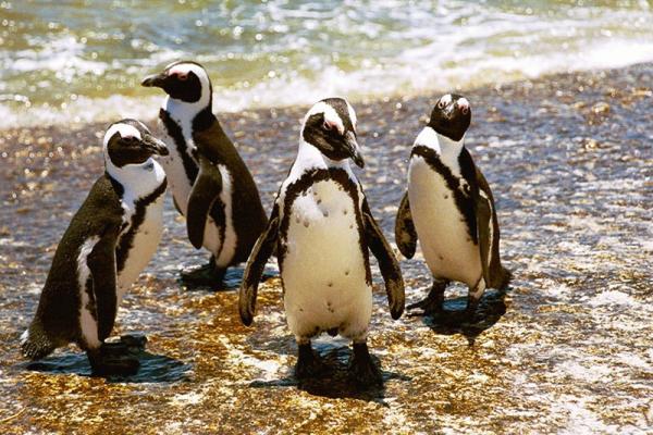 Penguins at Boulders Beach