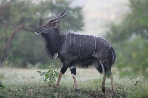 Nyala Bull 