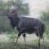 Nyala Bull 