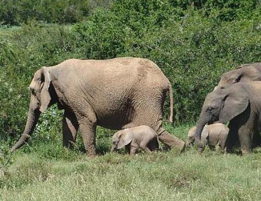 Addo Elephant Park