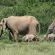 Addo Elephant Park