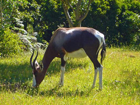 Lalapanzi Lodge