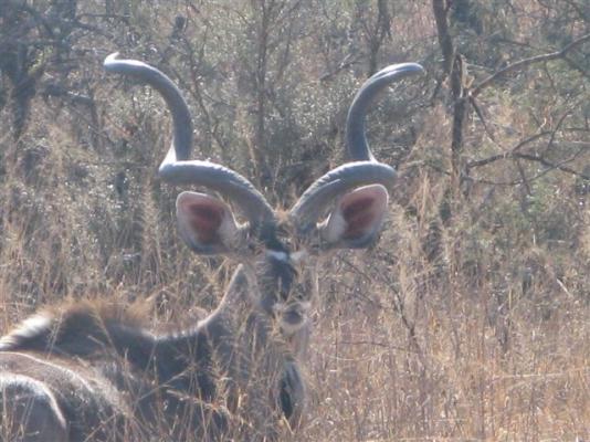 The Springbok Lodge