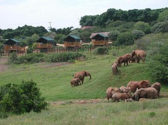 Addo Elephant Park