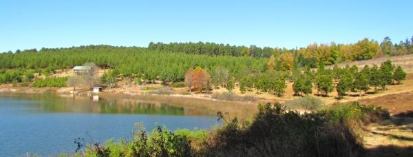 Stanford Lake - yellow woods on the right