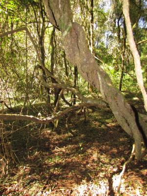 Indigenous Forest